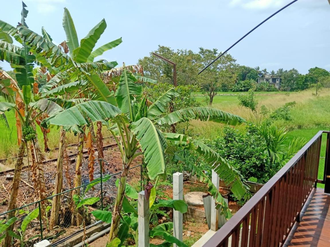Freedom Of Green Rice View Anuradhapura Buitenkant foto